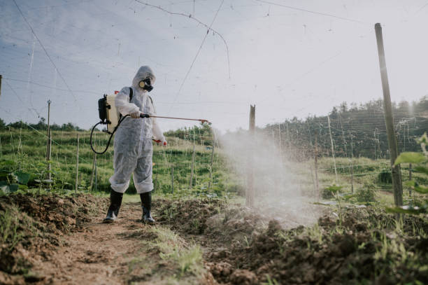Best Ant Control Services  in Edwards Af, CA