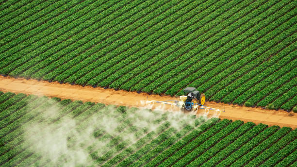 Best Termite Control Services  in Edwards Af, CA