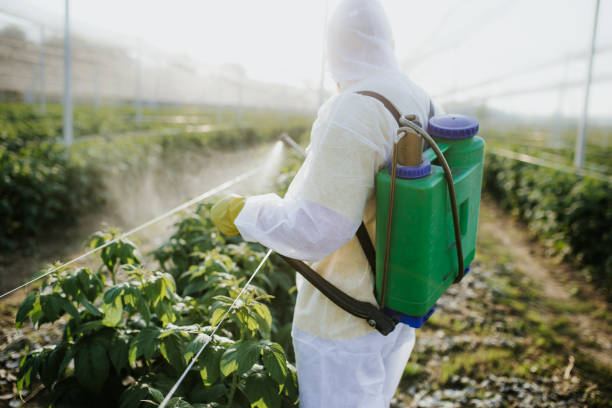 Best Affordable Pest Control Services  in Edwards Af, CA